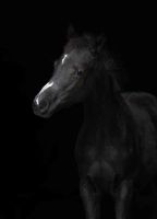 2025-10_Komara-Fohlen_1