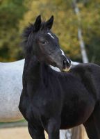 2025-10_Komara-Fohlen_2